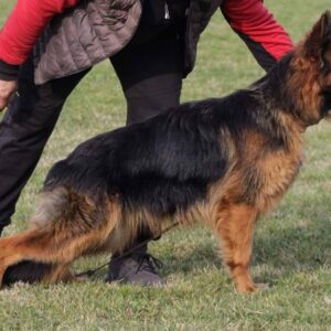 Nemački ovčar, dugodlaka ženka Slika 2 Nemački ovčar, dugodlaka ženka Slika 2