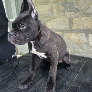 Cane Corso štenci Slika 3 Cane Corso štenci Slika 3
