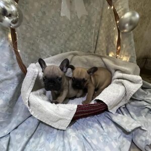Francuski buldog Slika 4 Francuski buldog Slika 4