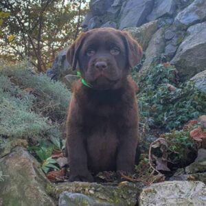Labrador retriver čokoladni štenci na prodaju Slika 4 Labrador retriver čokoladni štenci na prodaju Slika 4