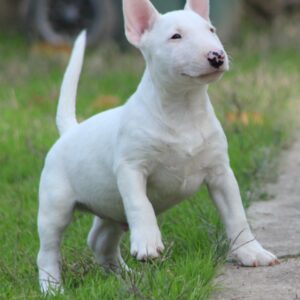 Muško Štene Minni bull terijera Slika 5 Muško Štene Minni bull terijera Slika 5
