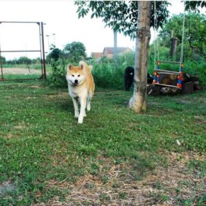 Akita Inu, ženka Aiko na poklon Slika 4