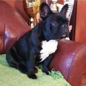 Francuski Buldog PRELEPI štenci Slika 7 Francuski Buldog PRELEPI štenci Slika 7