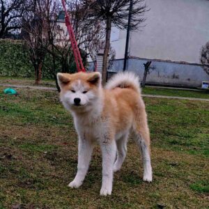 Japanska Akita štenci na prodaju Slika 10 Japanska Akita štenci na prodaju Slika 10