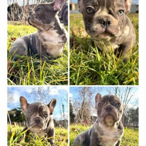 Francuski buldog plavi Slika 5 Francuski buldog plavi Slika 5