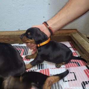 Doberman štenci Slika 2 Doberman štenci Slika 2