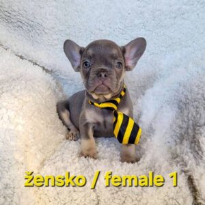 Francuski buldog, štenci egzotik boje Slika 6 Francuski buldog, štenci egzotik boje Slika 6