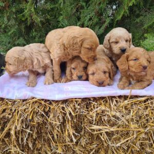 Labradoodle prelepi štenci Slika 3 Labradoodle prelepi štenci Slika 3