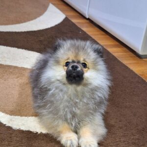 Štene Pomeranskog špica Slika 3 Štene Pomeranskog špica Slika 3