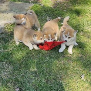 Japanska Akita Slika 10 Japanska Akita Slika 10