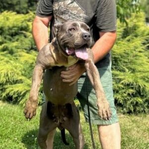 American bully XL Slika 5 American bully XL Slika 5