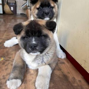 Američka Akita, vrhunski štenci Slika 8
