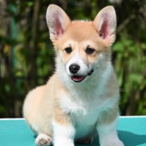 Velski korgi/Welsh Corgi Pembroke Slika 1 Velski korgi/Welsh Corgi Pembroke Slika 1