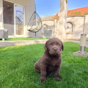 Labrador retriver Slika 10 Labrador retriver Slika 10