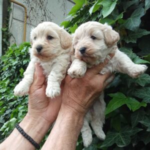MALTIPOO Slika 3 MALTIPOO Slika 3