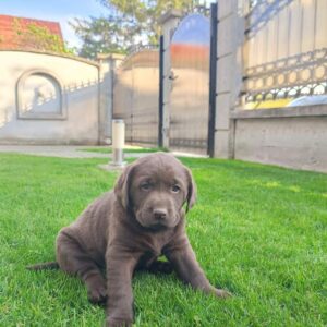 Labrador retriver Slika 4 Labrador retriver Slika 4