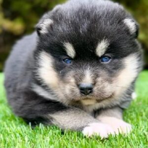 Pomsky- pomski, patuljasti i mini. Slika 5 Pomsky- pomski, patuljasti i mini. Slika 5