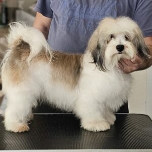 Havanese – vrhunski Havanski bišoni Slika 8