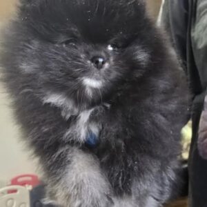 Čistokrvni Boo štenci Pomeranca Slika 9 Čistokrvni Boo štenci Pomeranca Slika 9