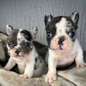 Francuski Buldog PRELEPI štenci Slika 4 Francuski Buldog PRELEPI štenci Slika 4