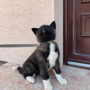 Američka Akita Slika 5 Američka Akita Slika 5