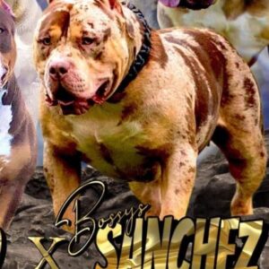 American Bully XL, Američki Buli štenci Slika 3