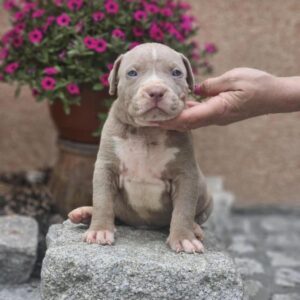 American Bully XL, Američki Buli štenci Slika 4