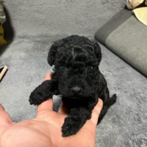 Mini Pudle prelepi štenci Slika 7 Mini Pudle prelepi štenci Slika 7