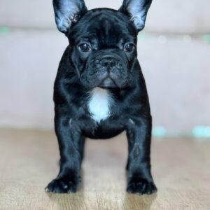 Francuski buldog prelepi štenci Slika 1 Francuski buldog prelepi štenci Slika 1