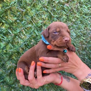 Doberman prelepi stenci Slika 9 Doberman prelepi stenci Slika 9