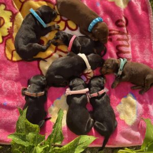 Doberman prelepi stenci Slika 12 Doberman prelepi stenci Slika 12