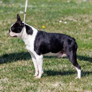 Boston terrier zreli muzjak Slika 2 Boston terrier zreli muzjak Slika 2