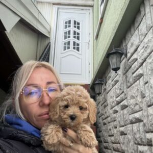 Maltipoo vrhunske genetike Slika 2 Maltipoo vrhunske genetike Slika 2