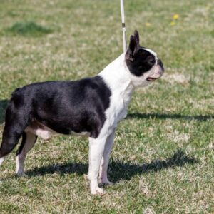 Boston terrier zreli muzjak Slika 3 Boston terrier zreli muzjak Slika 3