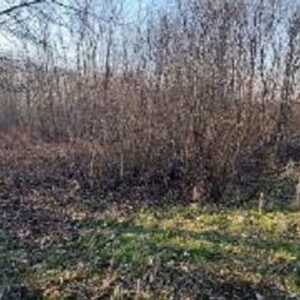 Prodajem plac u Lipama kod Smedereva Slika 6 Prodajem plac u Lipama kod Smedereva Slika 6