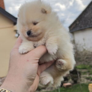 Najlepsi Pomeranci Boo Slika 6