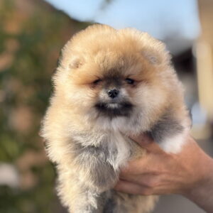 Pomeranac stenci Slika 3 Pomeranac stenci Slika 3