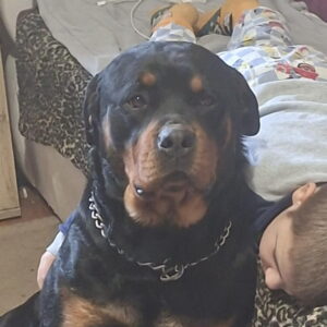 Rotvajler žensko štene Slika 6