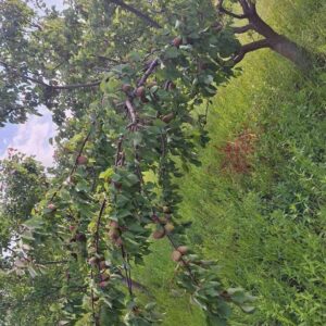 Prodajem plac-zemlju LUX zona Slika 6 Prodajem plac-zemlju LUX zona Slika 6