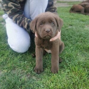 Čokoladni labrador Slika 2