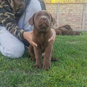 Čokoladni labrador Slika 3