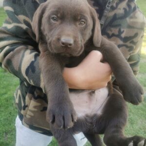 Čokoladni labrador Slika 4