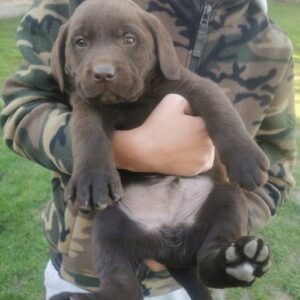 Čokoladni labrador Slika 5