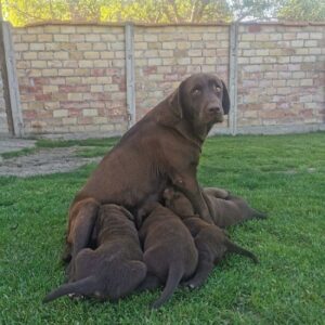 Čokoladni labrador Slika 6