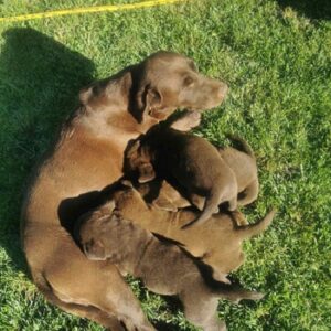 Čokoladni labrador Slika 7