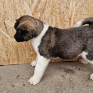 Američka Akita štenci Slika 2 Američka Akita štenci Slika 2