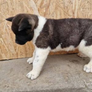 Američka Akita štenci Slika 3 Američka Akita štenci Slika 3