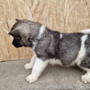 Američka Akita štenci Slika 4 Američka Akita štenci Slika 4