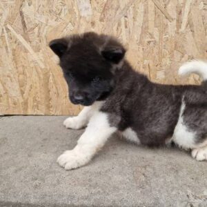 Američka Akita štenci Slika 5 Američka Akita štenci Slika 5