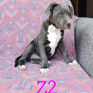 Pitbul Blue Nose stenci Slika 5